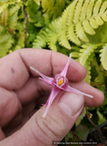 Perennials ~ Epimedium x 'Flamingo Dancer', Fairy Wings ~ Dancing Oaks Nursery and Gardens ~ Retail Nursery ~ Mail Order Nursery