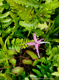 Perennials ~ Epimedium x 'Flamingo Dancer', Fairy Wings ~ Dancing Oaks Nursery and Gardens ~ Retail Nursery ~ Mail Order Nursery