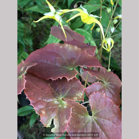 Epimedium franchetii 'Dragon's Blood', Fairy's Wings
