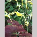 Epimedium franchetii 'Dragon's Blood', Fairy's Wings
