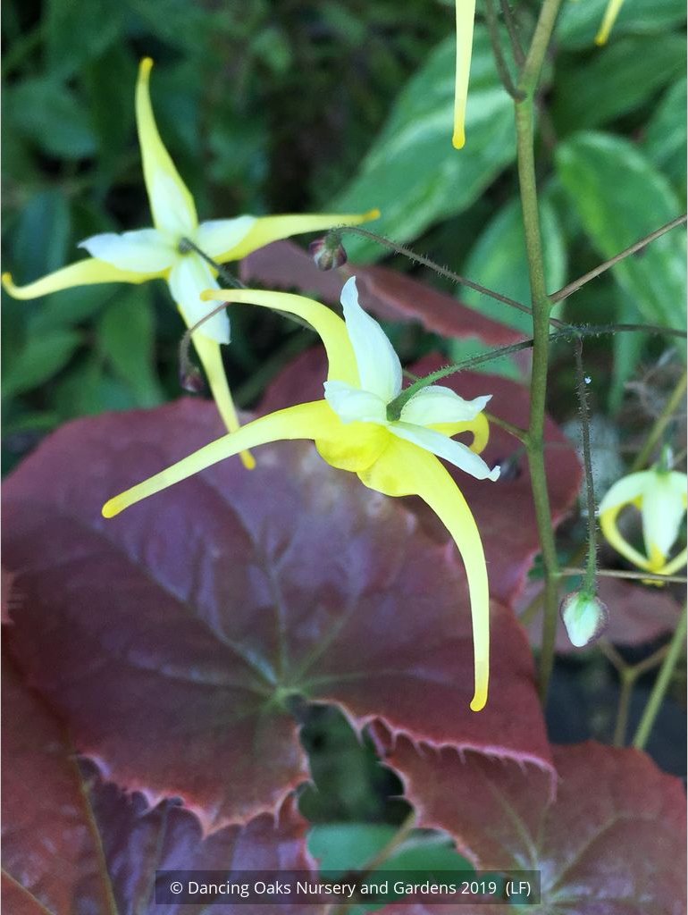 Epimedium franchetii 'Dragon's Blood', Fairy's Wings