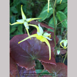 Epimedium franchetii 'Dragon's Blood', Fairy's Wings