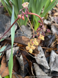 Perennials ~ Epimedium 'Black Sea', Barrenwort ~ Dancing Oaks Nursery and Gardens ~ Retail Nursery ~ Mail Order Nursery