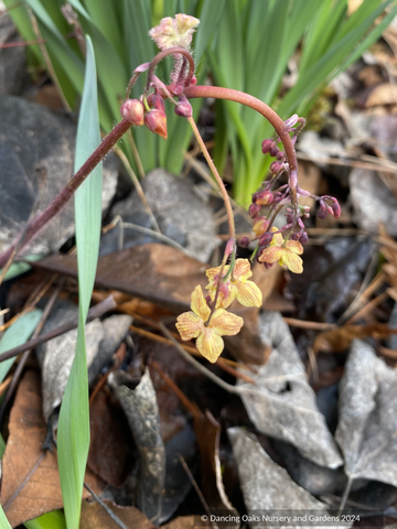 Perennials ~ Epimedium 'Black Sea', Barrenwort ~ Dancing Oaks Nursery and Gardens ~ Retail Nursery ~ Mail Order Nursery