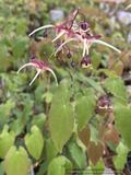 Perennials ~ Epimedium pinnatum ssp. colchicum 'Flame Thrower', Barrenwort ~ Dancing Oaks Nursery and Gardens ~ Retail Nursery ~ Mail Order Nursery