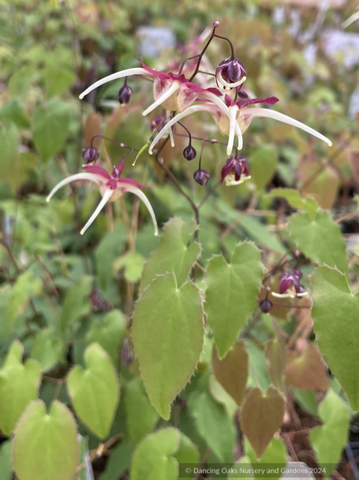 Perennials ~ Epimedium pinnatum ssp. colchicum 'Flame Thrower', Barrenwort ~ Dancing Oaks Nursery and Gardens ~ Retail Nursery ~ Mail Order Nursery