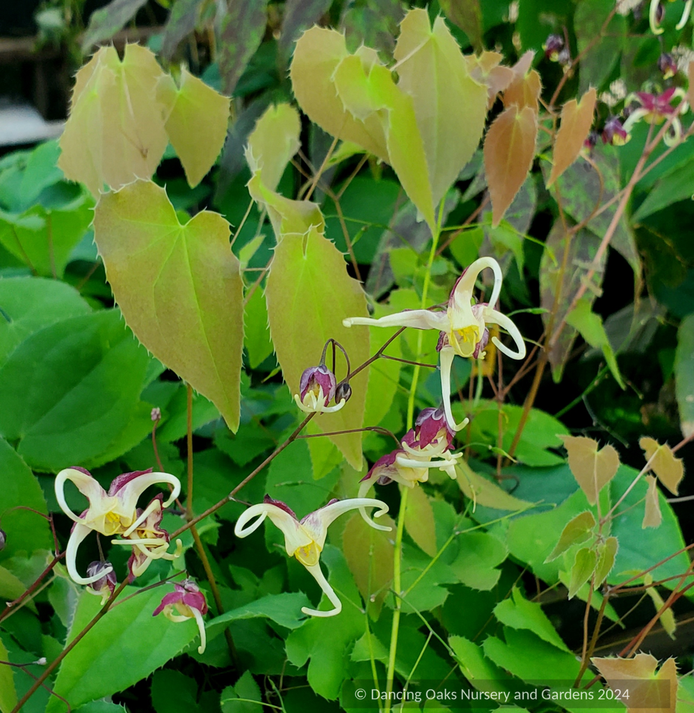 epimedium fire dragon plants Epimedium x 'Flame Thrower', Flame Thrower Fairywings