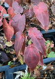 Perennials ~ Epimedium 'Hot Lips', Fairy Wings~ Dancing Oaks Nursery and Gardens ~ Retail Nursery ~ Mail Order Nursery