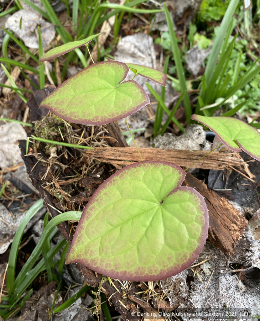 Epimedium x 'Lilac Cascade', Fairy Wings – Dancing Oaks Nursery