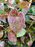 Perennials ~ Epimedium sempervirens 'Okuda's White', Barrenwort ~ Dancing Oaks Nursery and Gardens ~ Retail Nursery ~ Mail Order Nursery
