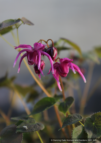 Perennials ~ Epimedium grandiflorum 'Rose Queen', Barrenwort ~ Dancing Oaks Nursery and Gardens ~ Retail Nursery ~ Mail Order Nursery
