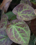 Epimedium pinnatum ssp. colchicum 'Thunderbolt', Barrenwort