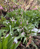 Perennials ~ Epimedium fargesii 'Purple Form', Barrenwort ~ Dancing Oaks Nursery and Gardens ~ Retail Nursery ~ Mail Order Nursery
