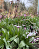 Perennials ~ Epimedium fargesii 'Purple Form', Barrenwort ~ Dancing Oaks Nursery and Gardens ~ Retail Nursery ~ Mail Order Nursery