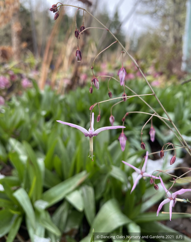 Perennials ~ Epimedium fargesii 'Purple Form', Barrenwort ~ Dancing Oaks Nursery and Gardens ~ Retail Nursery ~ Mail Order Nursery