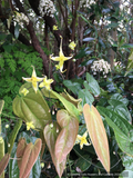 Perennials ~ Epimedium franchetii 'Brimstone Butterfly', Barrenwort ~ Dancing Oaks Nursery and Gardens ~ Retail Nursery ~ Mail Order Nursery