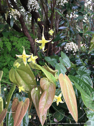Perennials ~ Epimedium franchetii 'Brimstone Butterfly', Barrenwort ~ Dancing Oaks Nursery and Gardens ~ Retail Nursery ~ Mail Order Nursery