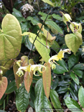 Perennials ~ Epimedium franchetii 'Brimstone Butterfly', Barrenwort ~ Dancing Oaks Nursery and Gardens ~ Retail Nursery ~ Mail Order Nursery
