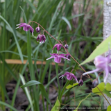 Perennials ~ Epimedium grandiflorum 'Dark Side', Barrenwort ~ Dancing Oaks Nursery and Gardens ~ Retail Nursery ~ Mail Order Nursery