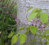 Perennials ~ Epimedium grandiflorum 'Dark Side', Barrenwort ~ Dancing Oaks Nursery and Gardens ~ Retail Nursery ~ Mail Order Nursery