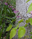 Perennials ~ Epimedium grandiflorum 'Dark Side', Barrenwort ~ Dancing Oaks Nursery and Gardens ~ Retail Nursery ~ Mail Order Nursery