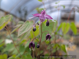 Perennials ~ Epimedium grandiflorum 'Dark Side', Barrenwort ~ Dancing Oaks Nursery and Gardens ~ Retail Nursery ~ Mail Order Nursery