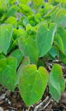 Perennials ~ Epimedium perralderianum, Barrenwort ~ Dancing Oaks Nursery and Gardens ~ Retail Nursery ~ Mail Order Nursery