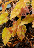 Perennials ~ Epimedium species, Barrenwort or Fairy Wings ~ Dancing Oaks Nursery and Gardens ~ Retail Nursery ~ Mail Order Nursery