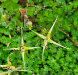 Perennials ~ Epimedium wushanense 'Spine Tingler', Barrenwort ~ Dancing Oaks Nursery and Gardens ~ Retail Nursery ~ Mail Order Nursery