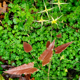 Epimedium wushanense 'Spine Tingler', Barrenwort