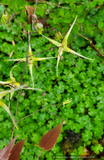 Epimedium wushanense 'Spine Tingler', Barrenwort