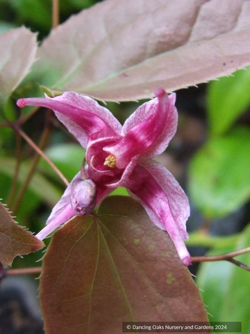 Perennials ~ Epimedium 'Hot Lips', Fairy Wings~ Dancing Oaks Nursery and Gardens ~ Retail Nursery ~ Mail Order Nursery