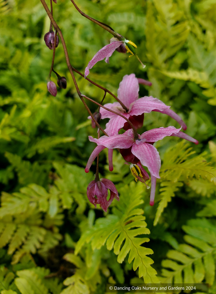 Epimedium 'Hot Lips', Fairy Wings – Dancing Oaks Nursery and Gardens
