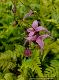 Perennials ~ Epimedium 'Hot Lips', Fairy Wings~ Dancing Oaks Nursery and Gardens ~ Retail Nursery ~ Mail Order Nursery