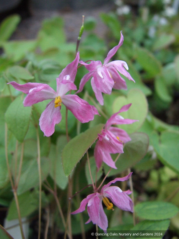 Perennials ~ Epimedium x youngianum 'Beni-kujaku' ~ Dancing Oaks Nursery and Gardens ~ Retail Nursery ~ Mail Order Nursery