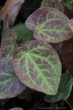 Epimedium pinnatum ssp. colchicum 'Thunderbolt', Barrenwort