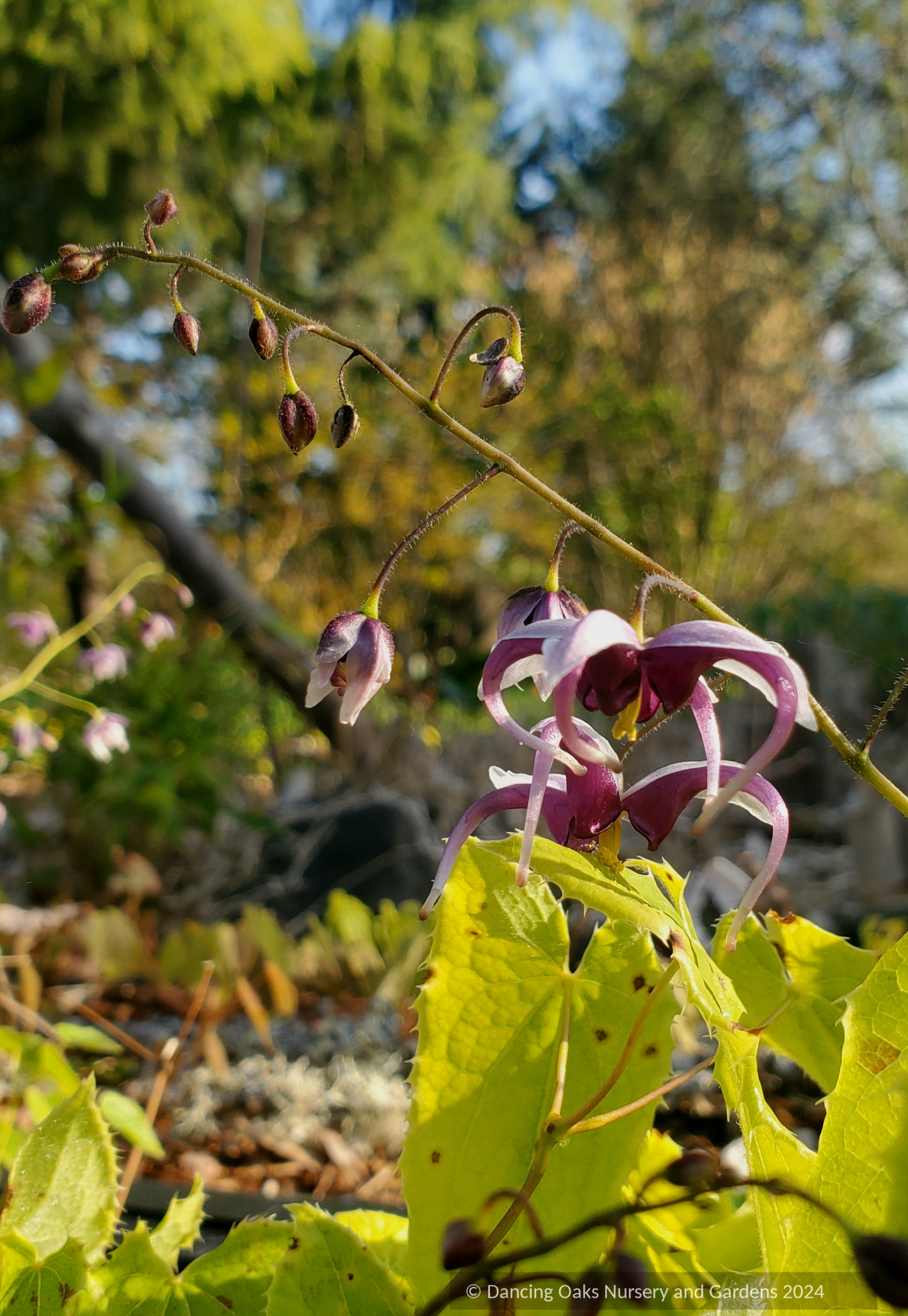 Perennials ~ Epimedium zhushanense, Barrenwort ~ Dancing Oaks Nursery and Gardens ~ Retail Nursery ~ Mail Order Nursery