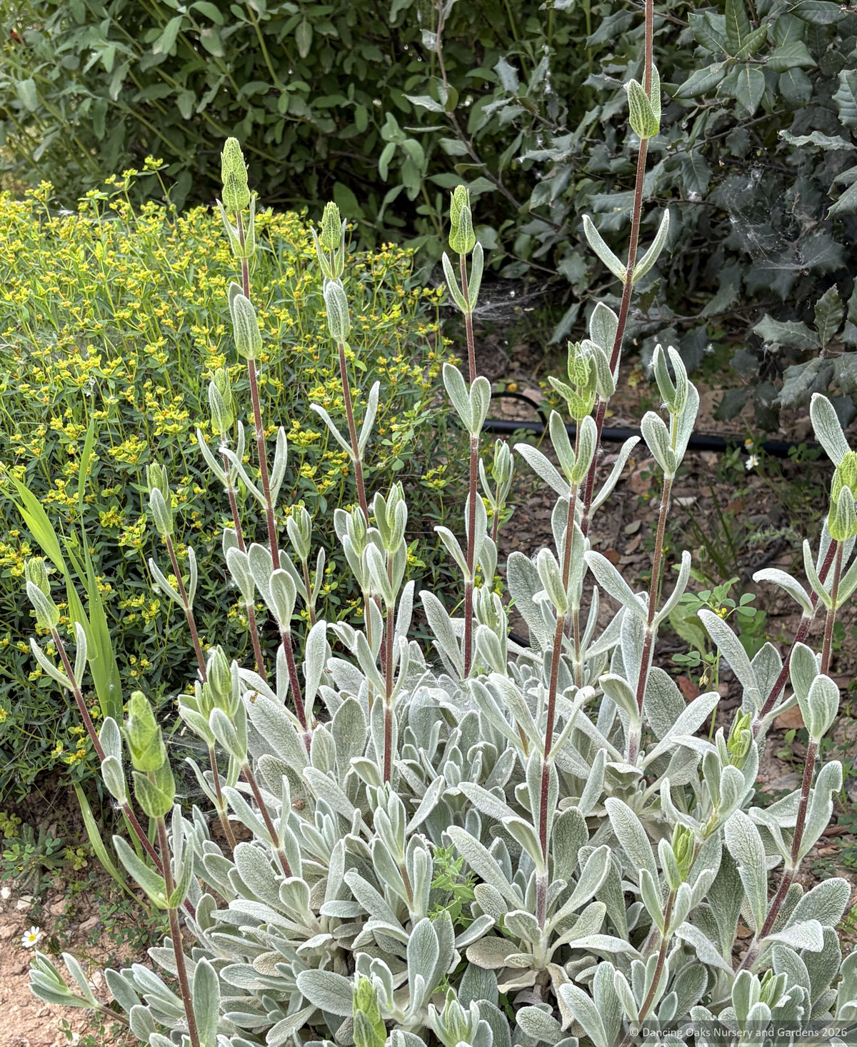 Sideritis cypria, Shrubby Hare's Ear