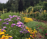 Perennials ~ Erigeron speciosus 'Azurfee' Azure Fairy, Fleabane ~ Dancing Oaks Nursery and Gardens ~ Retail Nursery ~ Mail Order Nursery