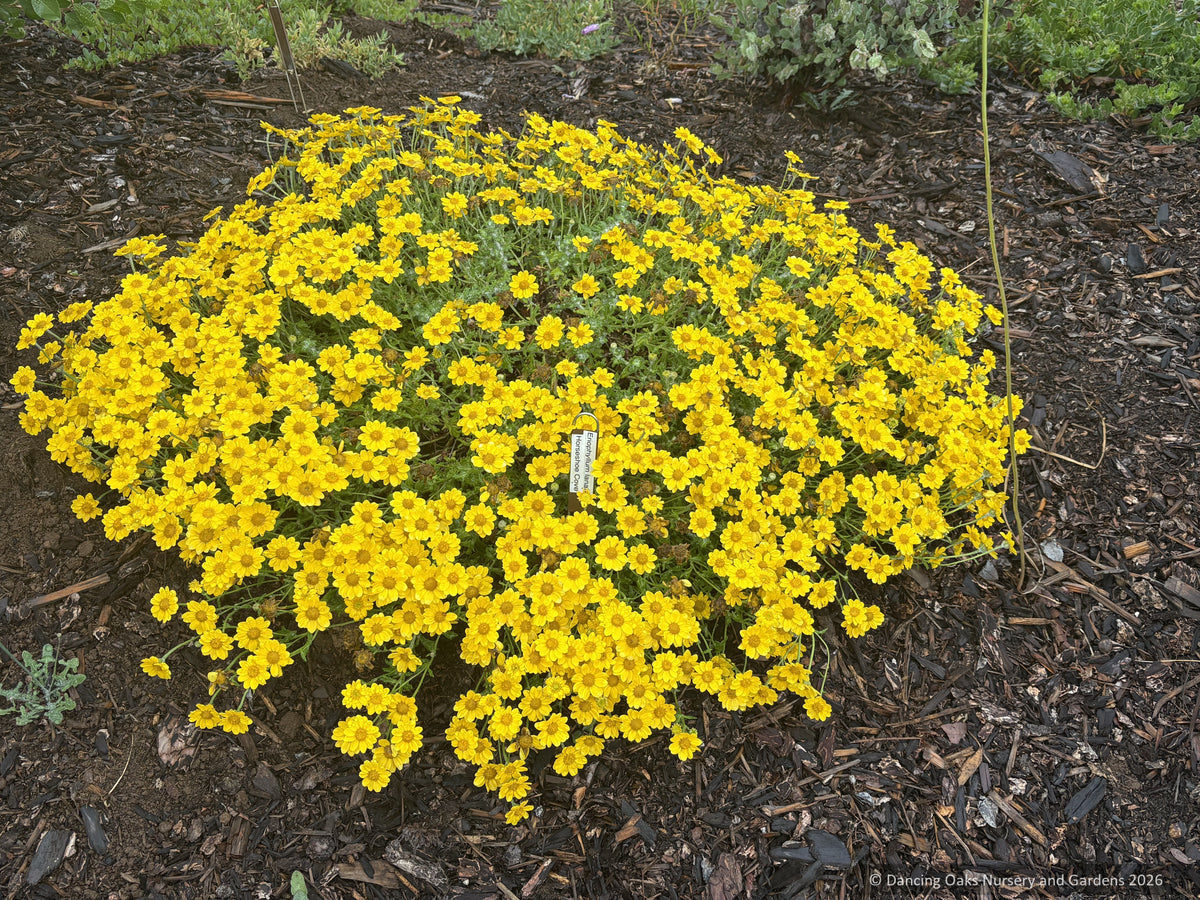Perennials ~ Eriophyllum lanatum 'Horseshoe Cove', Oregon Sunshine ~ Dancing Oaks Nursery and Gardens ~ Retail Nursery ~ Mail Order Nursery