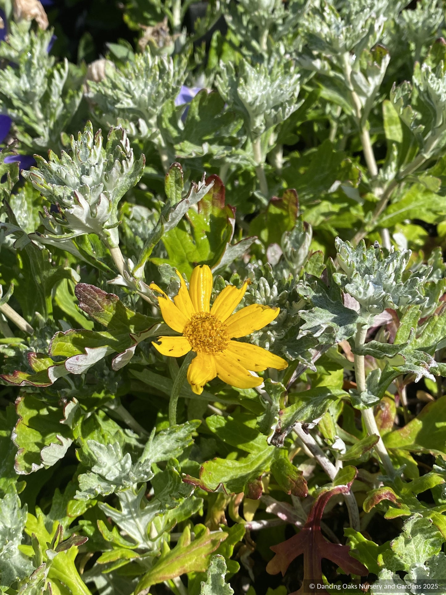 Perennials ~ Eriophyllum lanatum 'Siskiyou', Oregon Sunshine ~ Dancing Oaks Nursery and Gardens ~ Retail Nursery ~ Mail Order Nursery