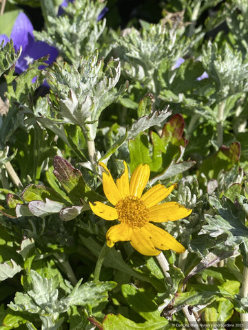 Perennials ~ Eriophyllum lanatum 'Siskiyou', Oregon Sunshine ~ Dancing Oaks Nursery and Gardens ~ Retail Nursery ~ Mail Order Nursery