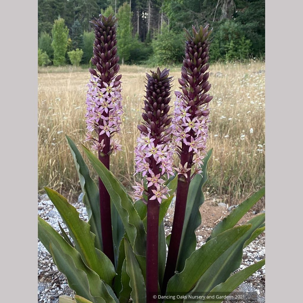 pineapple like flower plant Eucomis comosa 'Coco', Pineapple Lily – Dancing Oaks Nursery and Gardens
