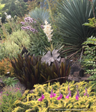 Bulbs & Tubers ~ Eucomis 'Sparkling Burgundy', Pineapple Lily ~ Dancing Oaks Nursery and Gardens ~ Retail Nursery ~ Mail Order Nursery