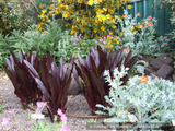 Eucomis 'Sparkling Burgundy', Pineapple Lily
