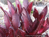 Eucomis 'Sparkling Burgundy', Pineapple Lily