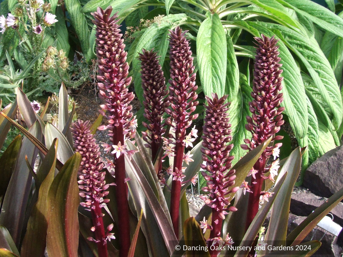 Eucomis 'Sparkling Burgundy', Pineapple Lily
