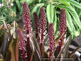 Eucomis 'Sparkling Burgundy', Pineapple Lily