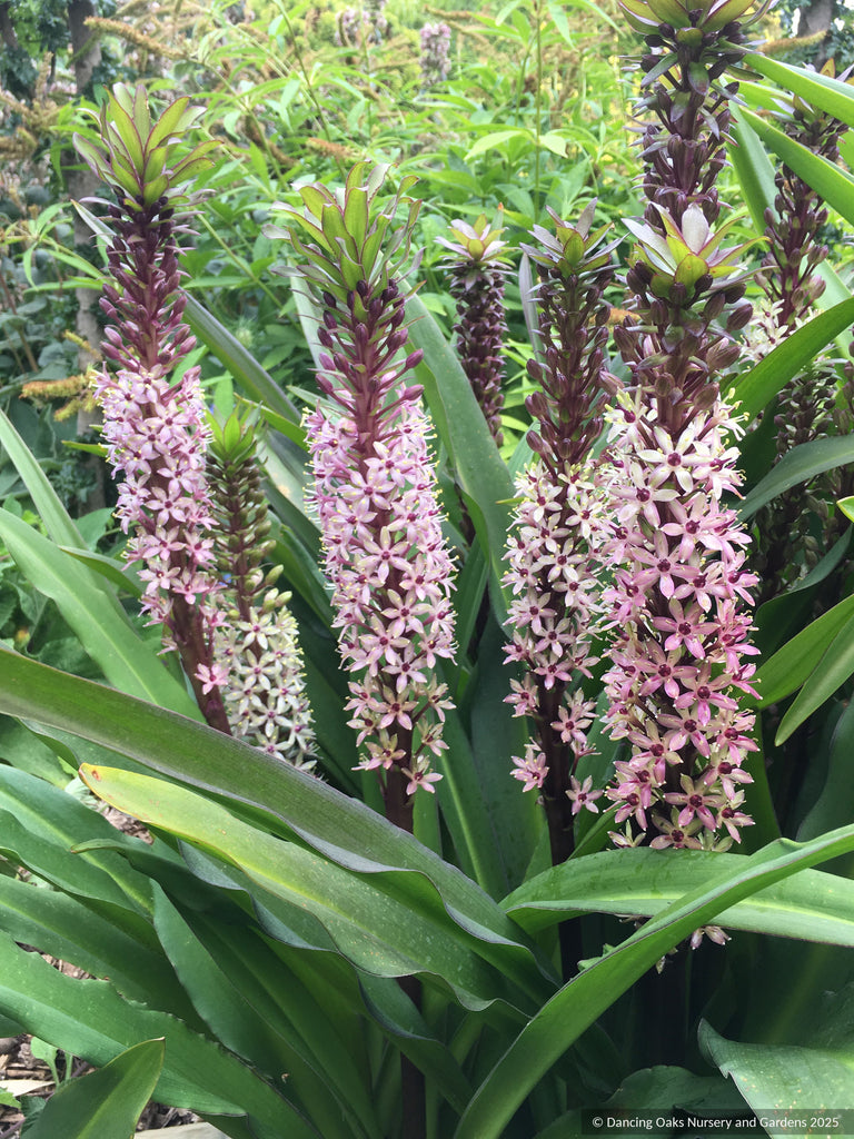 pineapple lily flower Eucomis 'Tugela Ruby', Pineapple Lily