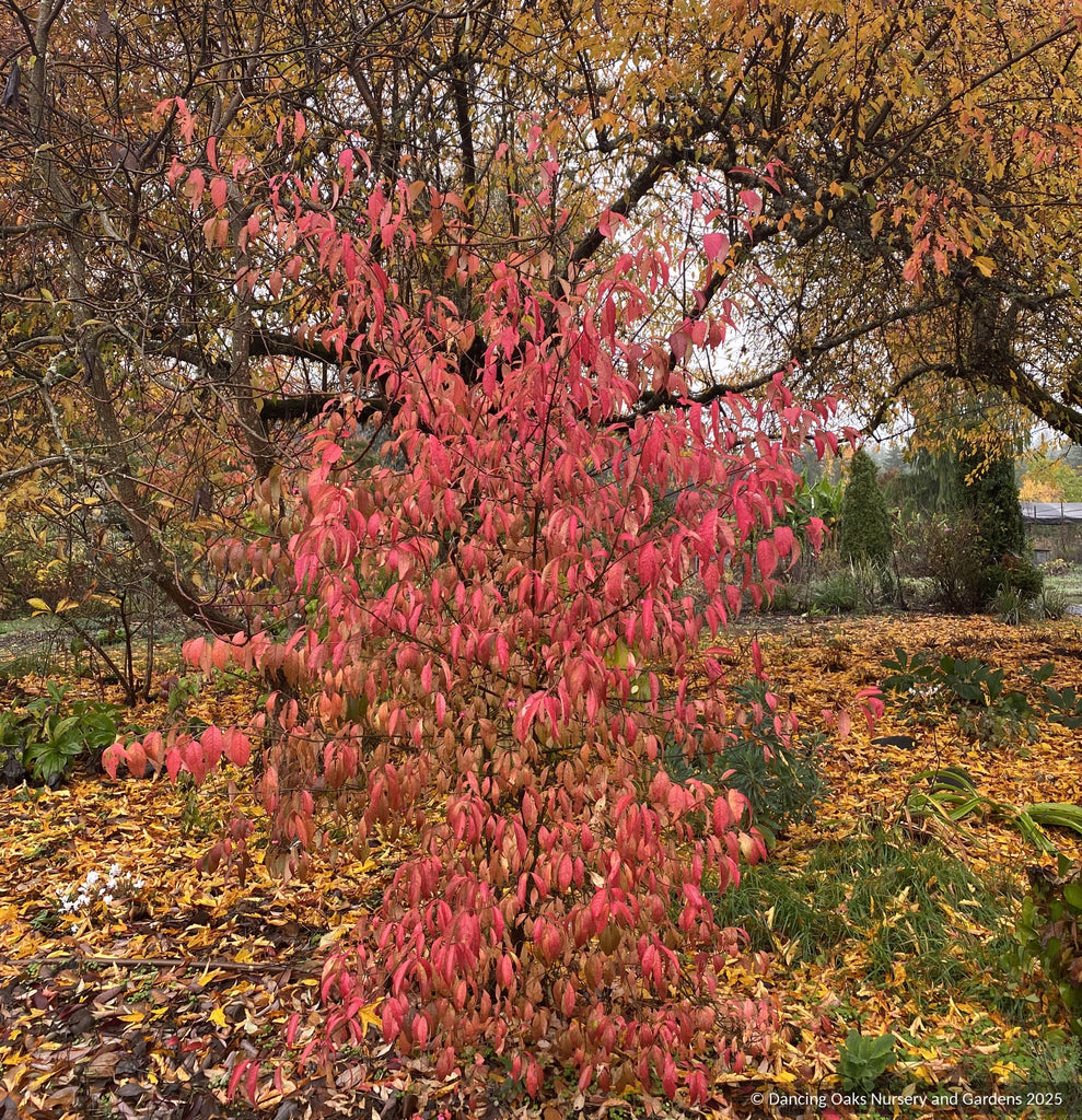 Euonymus europaeus 'Aldenhamensis', Spindle Tree – Dancing Oaks